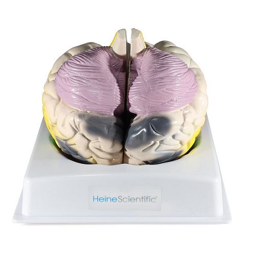 Brain Model - Functional Areas